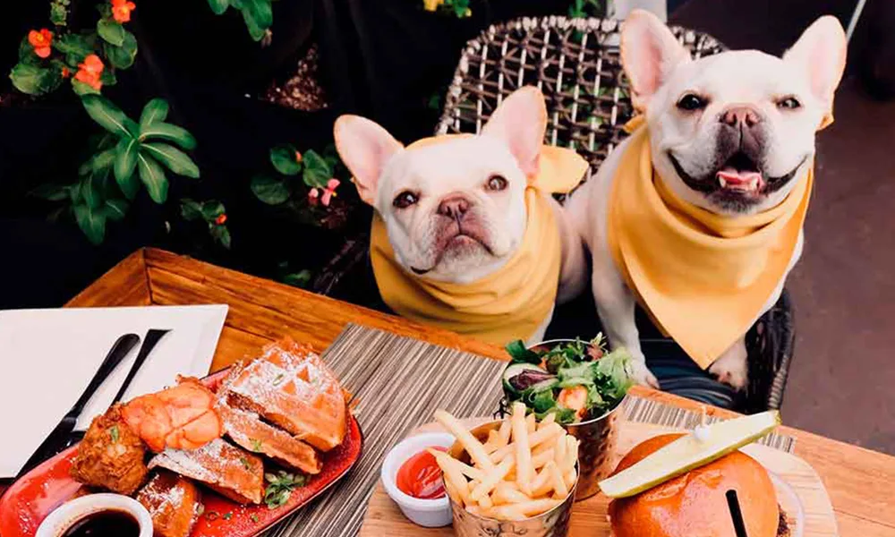 Guía 2023 de Lugares Pet Friendly en Tijuana