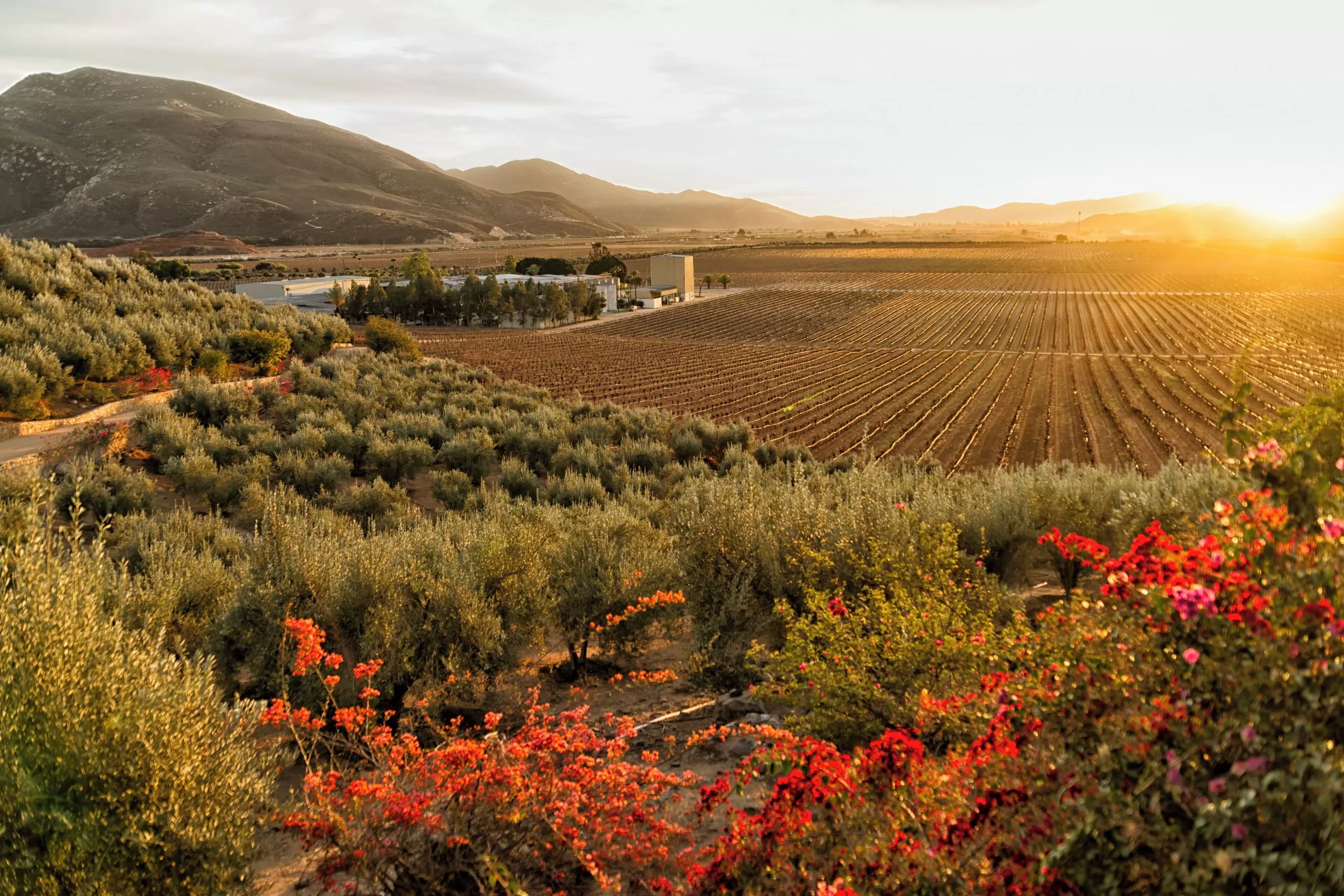 Conoce el Valle de Guadalupe durante tu estancia en Tijuana